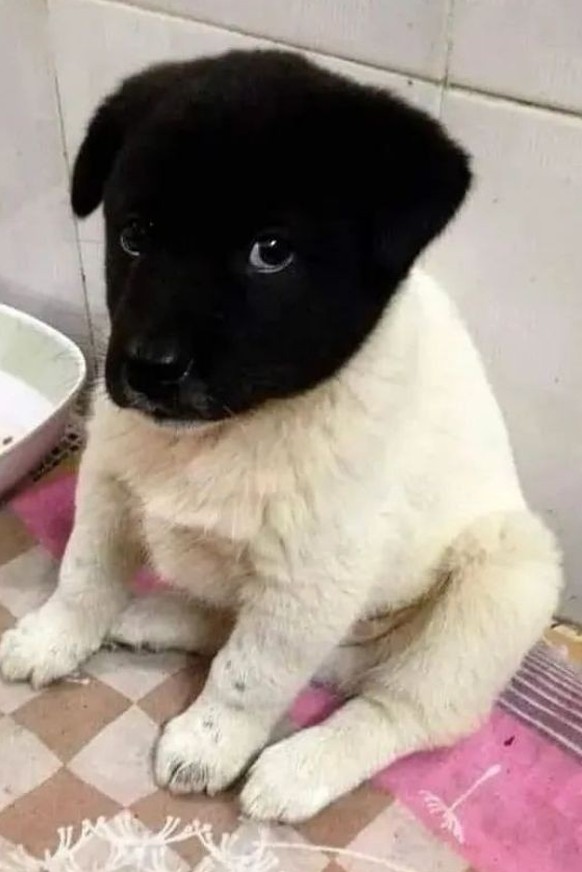 cute news tier hund

https://www.reddit.com/r/Awww/comments/14xfalk/it_all_started_with_a_kiss/