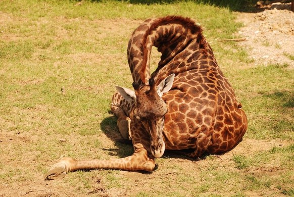 Schlafende Baby-Giraffe.
Cute News
https://www.reddit.com/r/aww/comments/1tby24/this_is_how_a_baby_giraffe_sleeps/