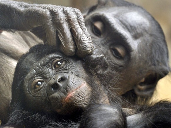 Ein Bonobo entlaust seinen Partner: Die Zwergschimpansen sind sich ihrer sozialen Verantwortung gegen