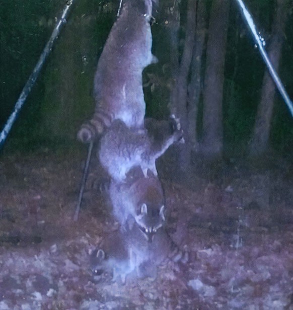 Lustige Bilder der Wildtierkamera (Cute News)