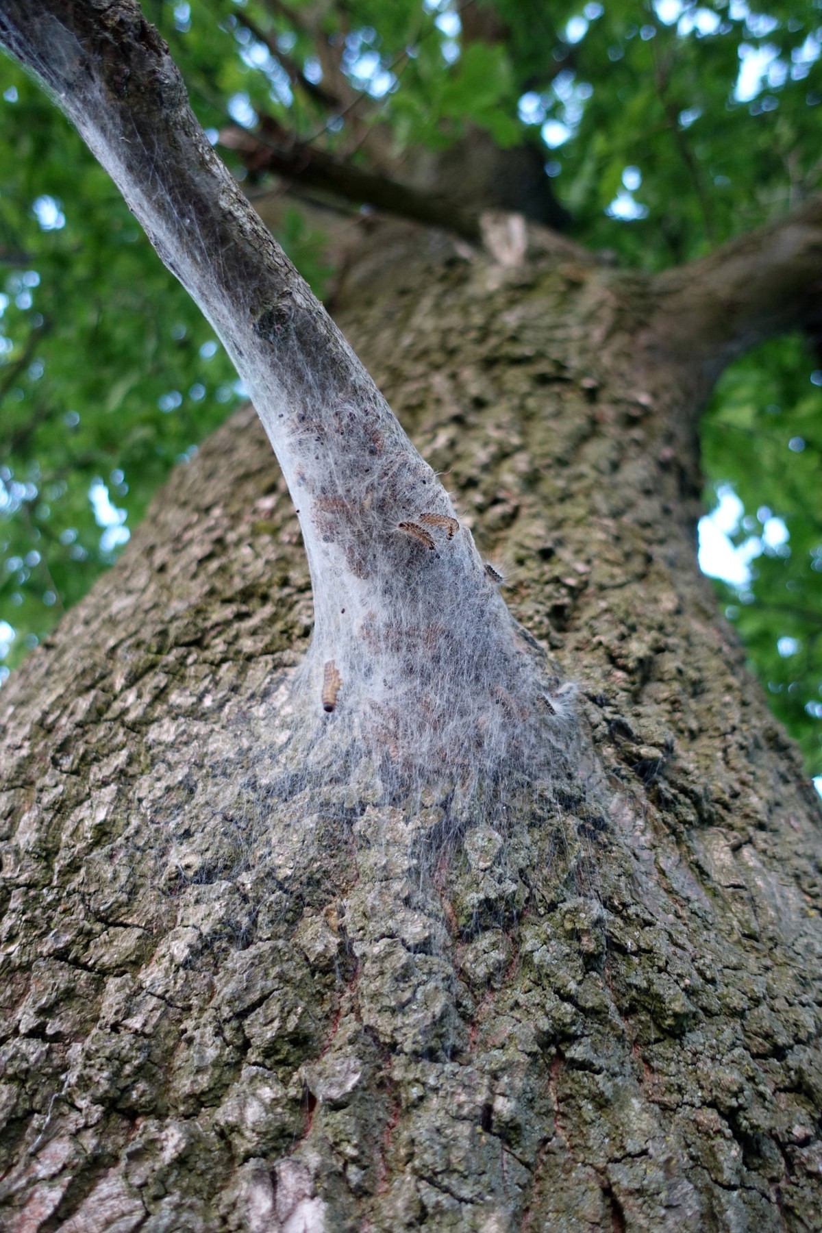 Eichenprozessionsspinner, Eichen-Prozessionsspinner Thaumetopoea processionea, Gespinst mit Raupen an einer Eiche oak processionary moth Thaumetopoea processionea, gossamer with caterpillars at an oak ...