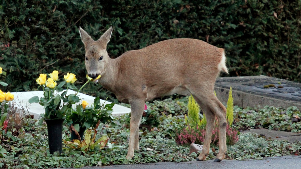 Basel Rehe fressen auf Friedhof Hörnli Grabschmuck