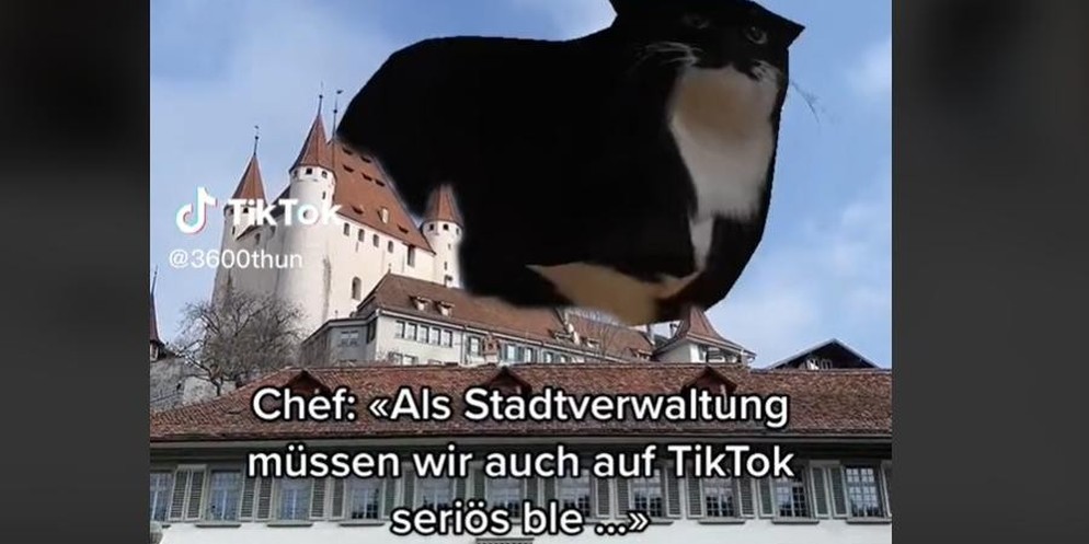 Die «tanzende» Katze aus Thun sorgte für fast 200'000 Klicks.