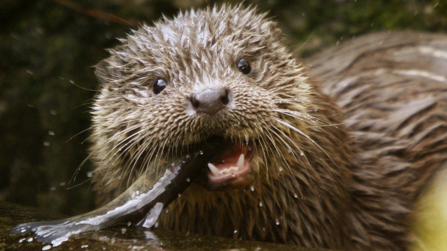 Ein europäischer Fischotter Fischott (Lutra lutra) im Zürcher Zoo kaut genüsslich an einer Forelle. Einer seiner Brüder ist watson-Patenkind.