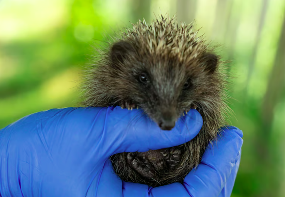 Fast alle Igel auf der Igelstation haben schwere Lungenschäden, die vermutlich vom Verzehr von Nacktschnecken kommen.