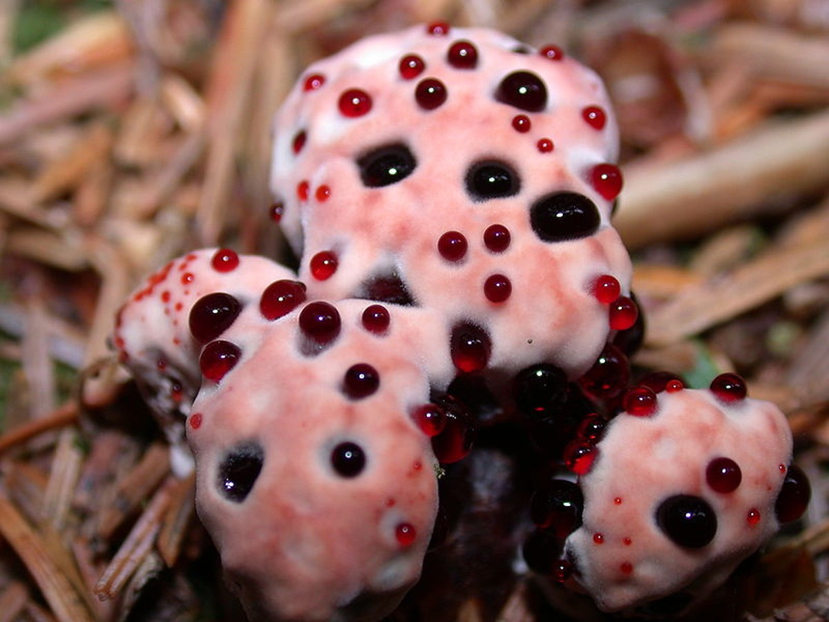 Hydnellum peckii pilz bleeding tooth devil's tooth funghi https://en.wikipedia.org/wiki/Hydnellum_peckii