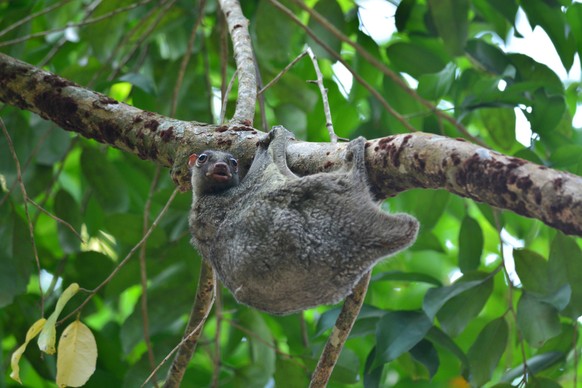 Flying Lemur, Philipinen-Gleitflieger