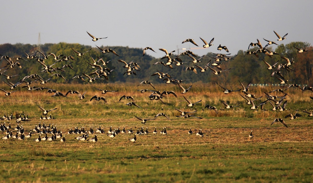 Ein Schwarm Nonneng�nse �berfliegt das Naturschutzgebiet am Elbdeich bei Wedel. *** A flock of barnacle geese flies over the nature reserve on the Elbe dyke near Wedel