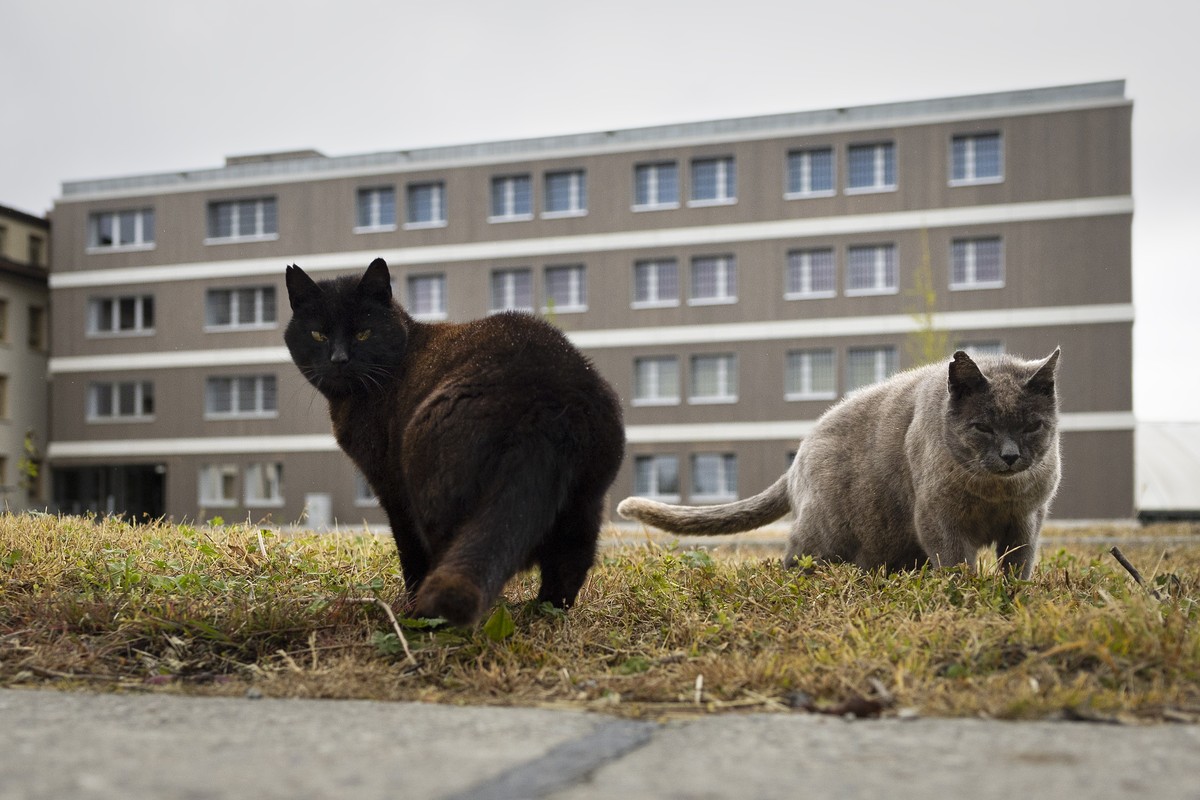Zwei Katzen streunen auf dem Areal der Justizvollzugsanstalt herum, fotografiert bei einem Rundgang nach der Einweihung des neuen Gebaeudes der Freiburger Justizvollzugsanstalt Bellechasse, am Freitag ...