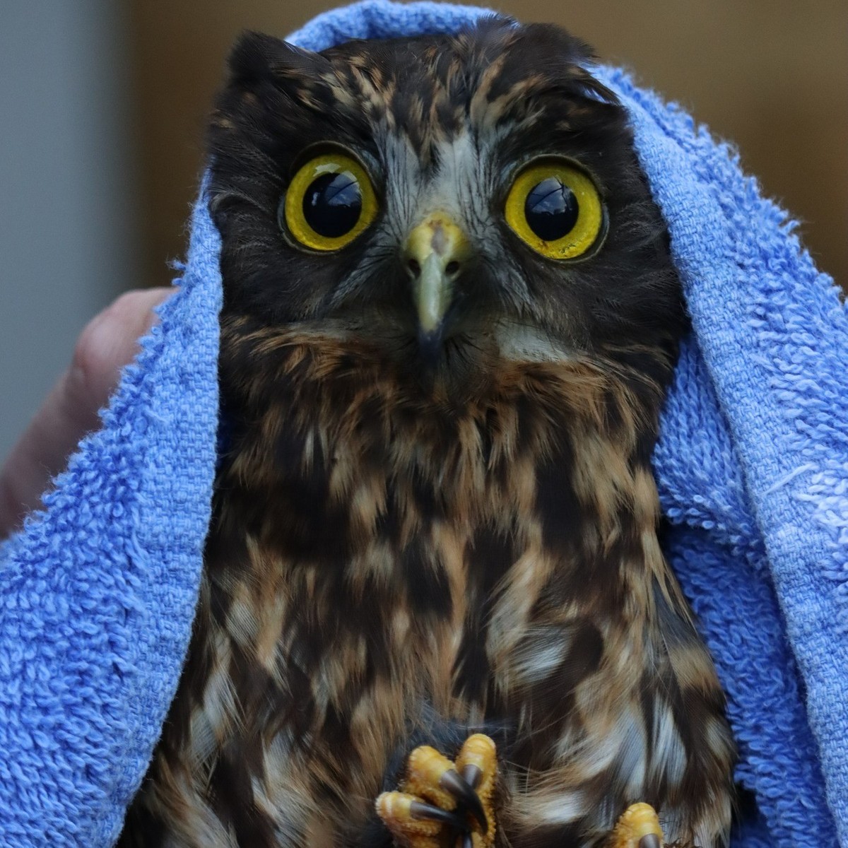 eulen in tücher

https://owlsintowels.org/gallery/