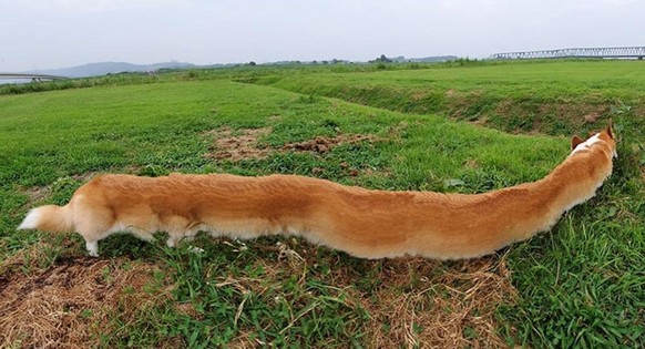 cute news tiere, die mit dem panorama modus fotografiert wurden

https://www.instagram.com/p/Cqi5nkcIkh2/?img_index=10