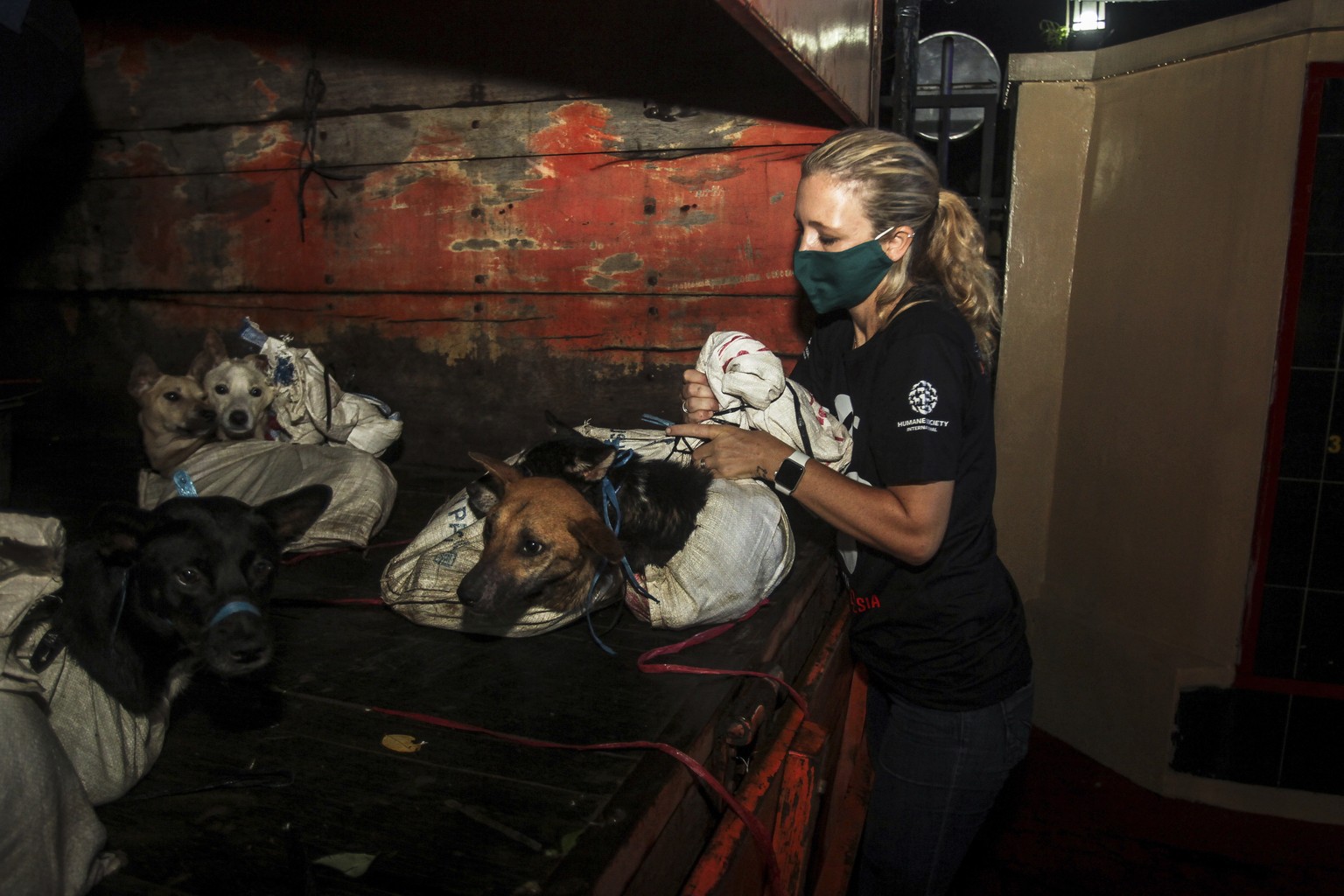 Menyelamatkan anjing dari rumah jagal anjing ilegal di Jawa Tengah, Indonesia, setelah penggerebekan polisi pada November 2021. 