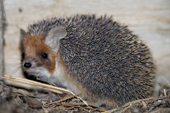 Eigentlicher Langohrigel Hemiechinus auritus, Eigentliche Langohrigel, Insektenfresser, Säugetiere, Tiere, Long-eared Hedgehog immature, leaving daytime nest in cellar of remote building, Lake Balkhas ...