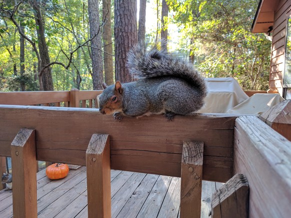 cute news animal tier squirrel eichhörnchen

https://www.reddit.com/r/squirrels/comments/tfz4mm/my_old_pal_oneeye_her_other_eye_was_damaged_she/