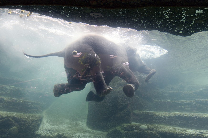 Das Fenster zum Elefantenbad. Geht er, oder geht er nicht rein – ein wahrer Krimi im Zoo Zürich.