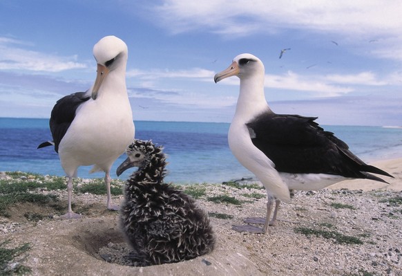 LAYSAN ALBATROSS Diomedea immutabilis pair with young. Midway Atoll. Hawaii. USA. February LAYSAN ALBATROSSES PUBLICATIONxINxGERxSUIxAUTxONLY Copyright: xKevinxSchaferx ZB1073KSC001829A