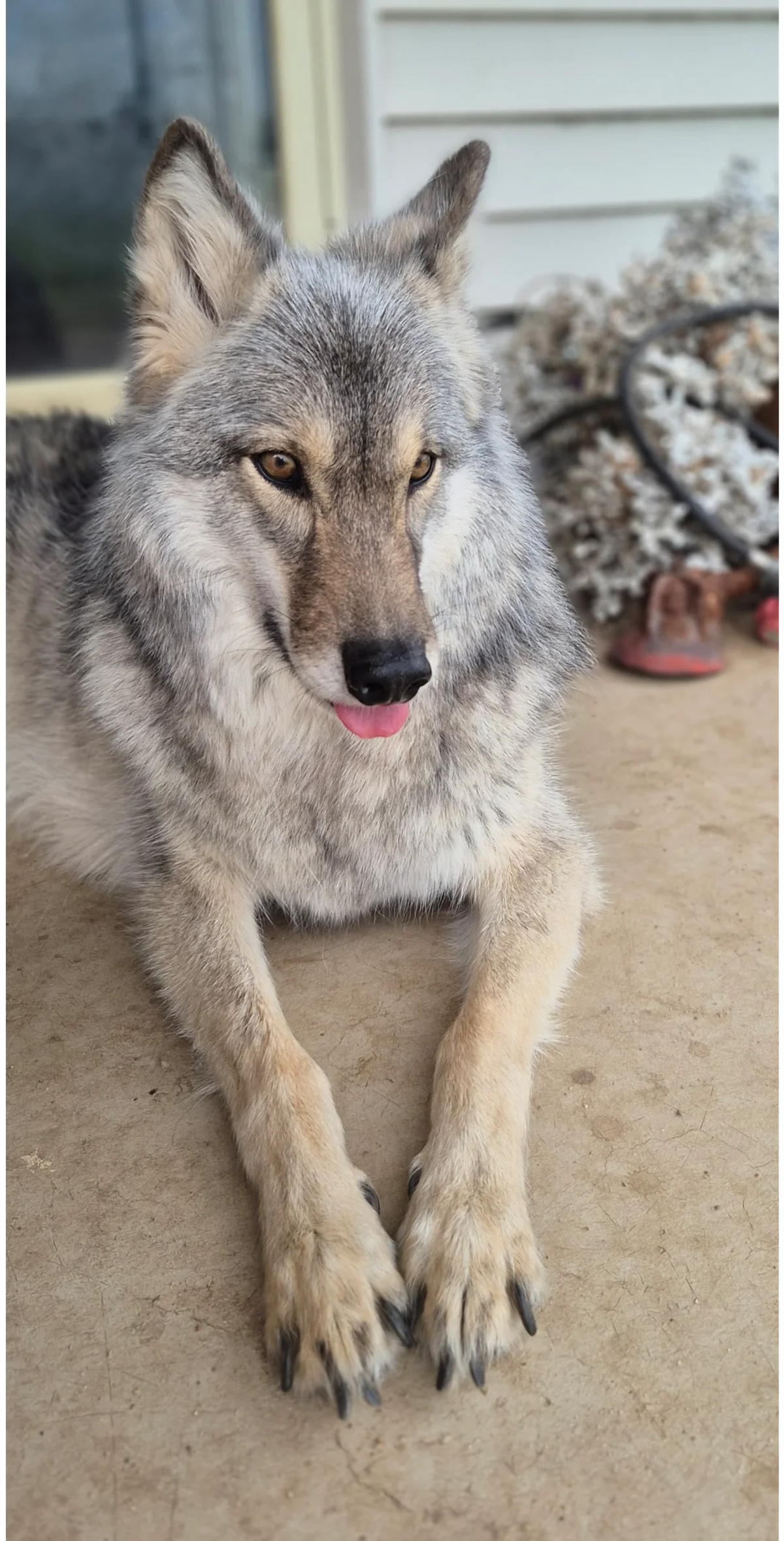 cute news tier hund

https://www.reddit.com/r/Wolfdogs/comments/1jtaf4y/mars_the_past_few_days_lol/
