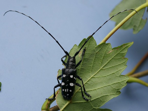 HANDOUT - Das undatierte Handout der Eidgenoessischen Forschungsanstalt WSL zeigt ein Maennchen des Asiatischen Laubholzbockkaefers. In einer Holzverpackung aus Asien haben speziell trainierte Spuerhu ...