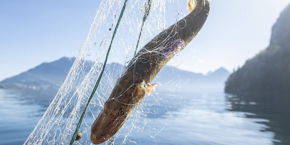 Im Vierwaldstättersee wurde die LiveSonar-Technologie bereits verboten – doch eine Beschwerde ist hängig. (Symbolbild)