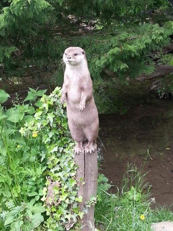 cute news tier otter

https://ch.pinterest.com/pin/1121888957190392980/