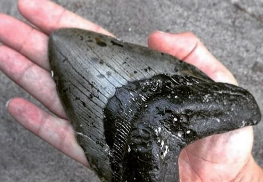 15 Zentimeter nichts als Zahn: Das Fossil des prähistorischen Beissers ist so gross wie die Hand eines Erwachsenen. 