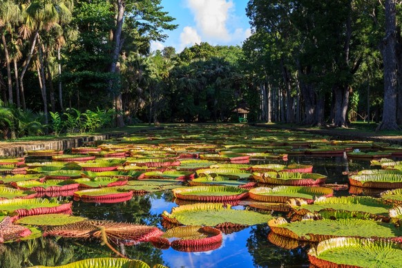 An absolute highlight in the botanical garden: the pond with the gigantic water lilies.