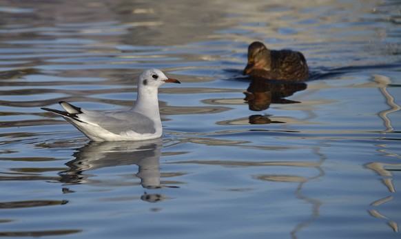 Une mouette rieuse, a gauche, et un canard col vert femelle, a droite, dans le port de Vidy a Lausanne. Deux oiseaux sauvages, un fuligule morillon et une mouette rieuse on ete trouves morts dans le p ...