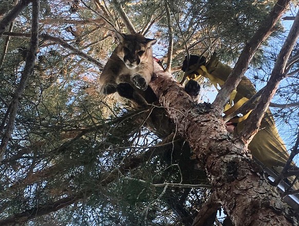This Saturday, Feb. 16, 2019, photo provided by the California Department of Fish and Wildlife shows a mountain lion in a tree outside a private residence in the City of Hesperia, Calif. San Bernardin ...
