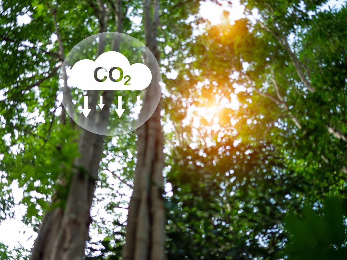 CO2 emission reduction concept, clean and friendly environment without carbon dioxide emissions. Planting trees to reduce CO2 emissions, environmental protection concept. Model Released Property Relea ...