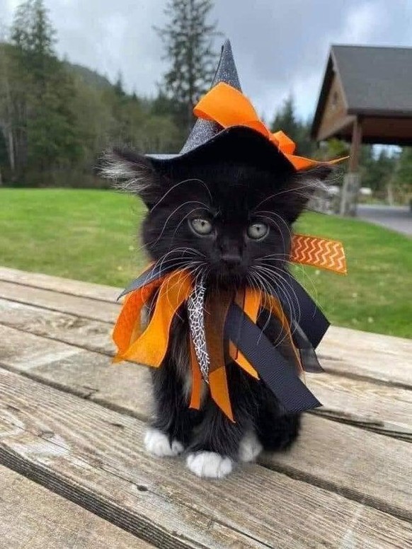 cute news cat katze animal tier

https://www.reddit.com/r/aww/comments/q229vh/someones_ready_for_the_31st/