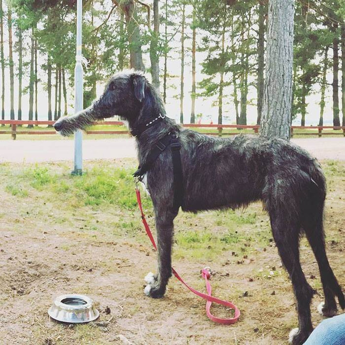 Panorama-Hunde