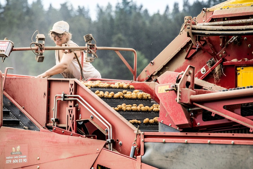 Im Kartoffel-Vollernter werden die Kartoffeln während der Fahrt über den Acker von Steinen und Erdklumpen getrennt, danach sortiert und gesammelt.