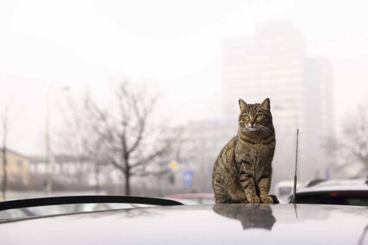 Cat sits on top of a car shrouded by pollution haze as smog covers Sarajevo, Bosnia, Wednesday, Jan. 22, 2025. (AP Photo/Armin Durgut)