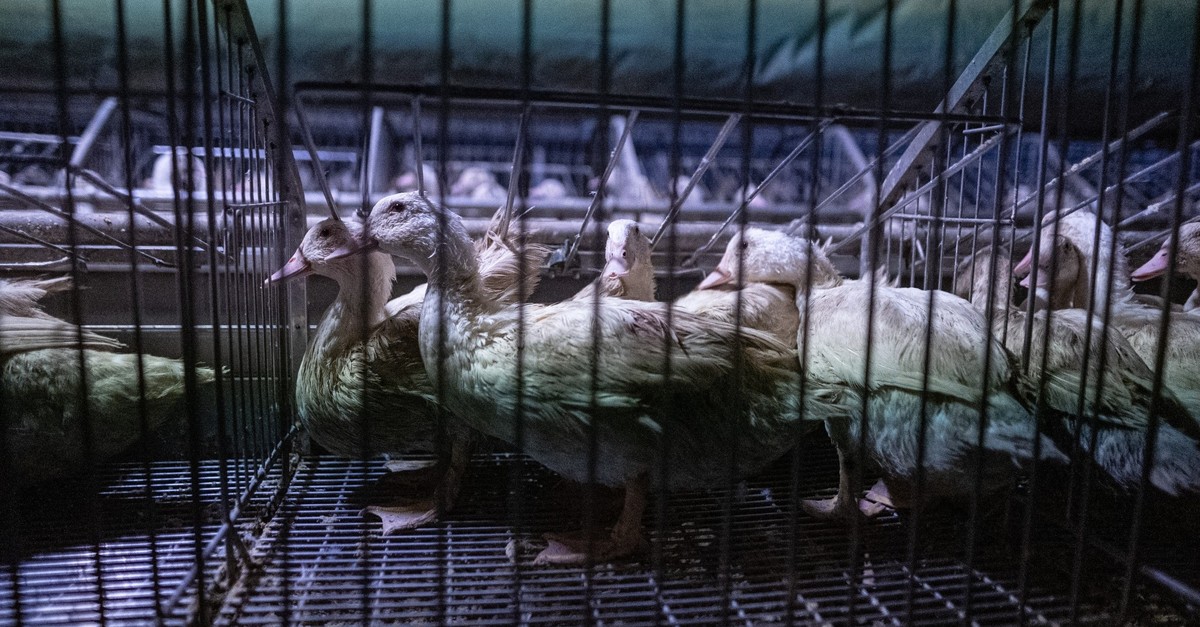 Stopfleber-Warum-die-Schweiz-ber-ein-Importverbot-diskutiert