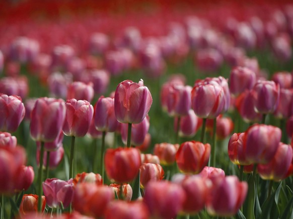 epa09122206 Blooming tulips inside the Tulip Garden in Srinagar, the summer capital of Indian Kashmir, 08 April 2021. Spread over an area of about 12 hectares, the Tulip Garden in Kashmir is one of th ...