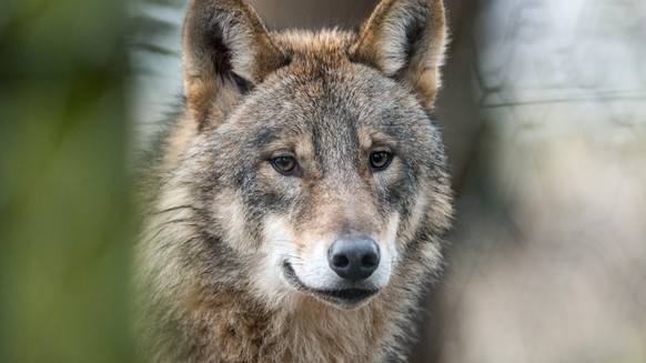 ARCHIV - 18.01.2017, Nordrhein-Westfalen, Isselburg: ILLUSTRATION - Ein Wolf (Canis Lupus Lupus), aufgenommin einem Gehege des Biotopwildpark Anholter Schweiz in Isselburg (Nordrhein-Westfalen). (Illu ...