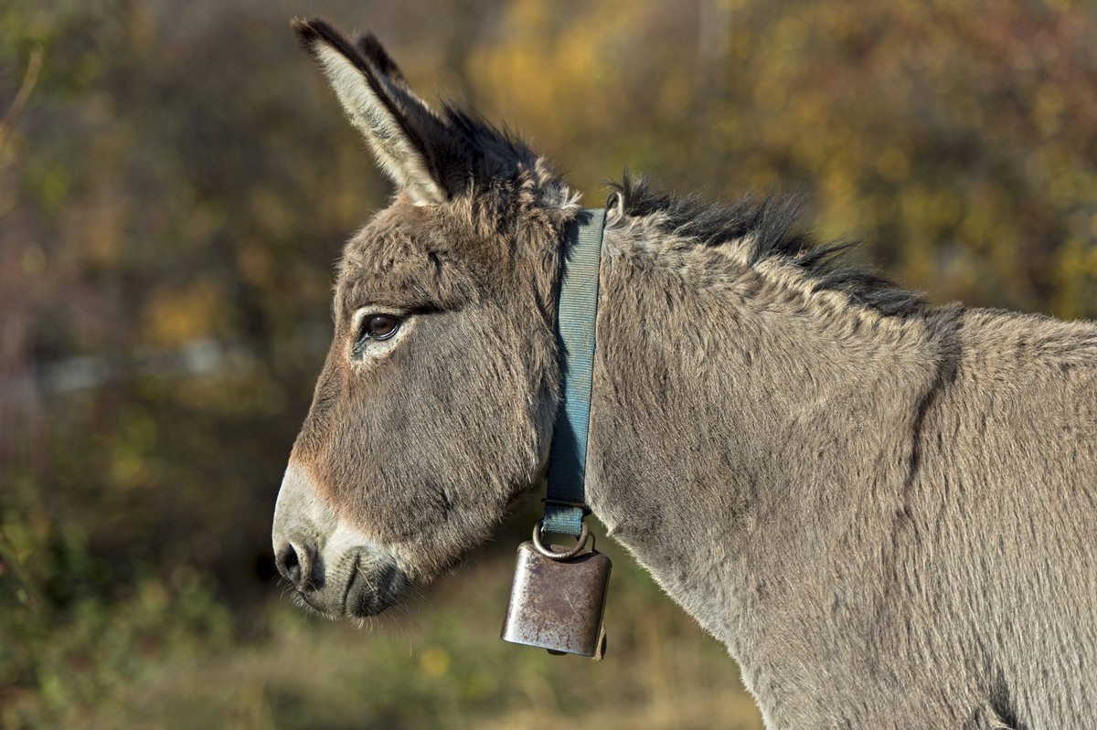 Portrait, Hausesel Equus asinus asinus, Schweiz Portrait, domestic donkey Equus asinus asinus, Switzerland Copyright: imageBROKER/GuenterxFischer iblgva15184054.jpg Bitte beachten Sie die gesetzlichen ...