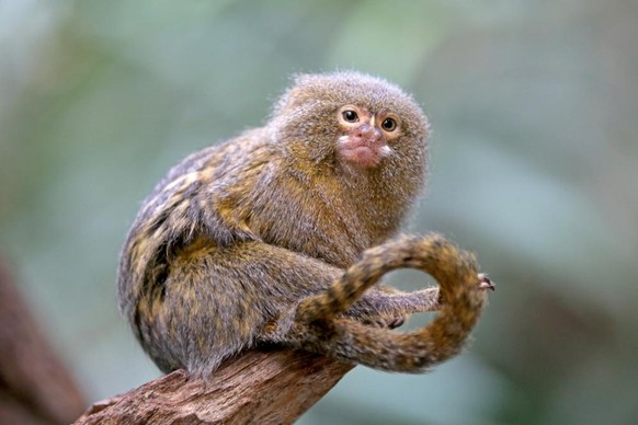 Cebuella pygmaea Zwergseidenäffchen