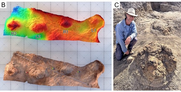 Journal of Vertebrate Paleontology:
«A large tridactyl trackway from the Upper Cretaceous Hell Creek Formation of North Dakota, likely attributable to an adult Tyrannosaurus rex»
Tyrannosaurus rex T.  ...