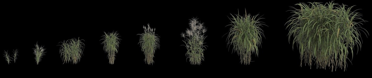 Evolution d'un plant de miscanthus.