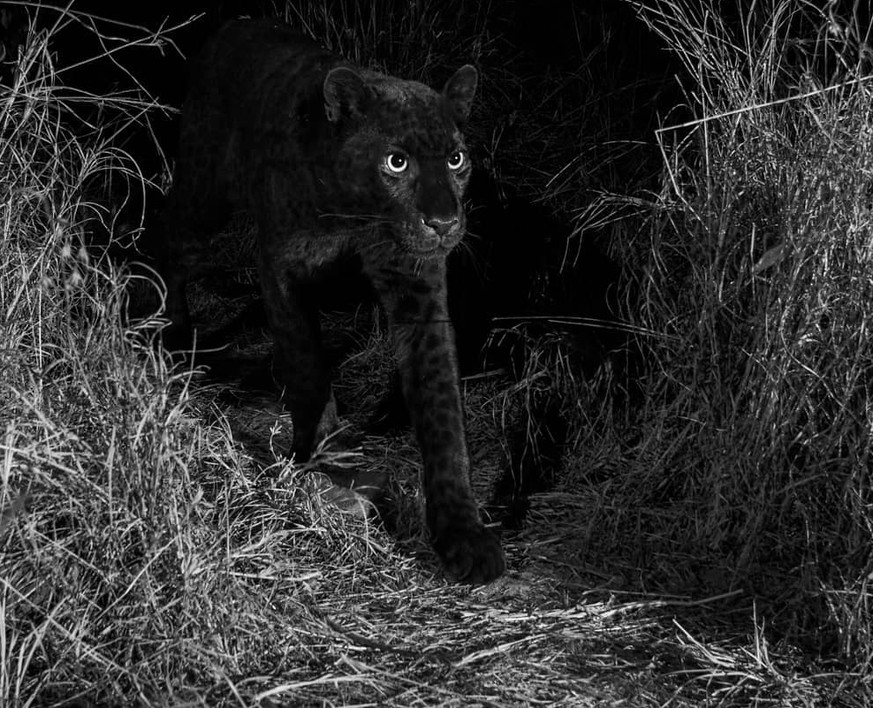 Black Panther In Kenia Seltener Schwarzer Leopard Gefilmt Watson