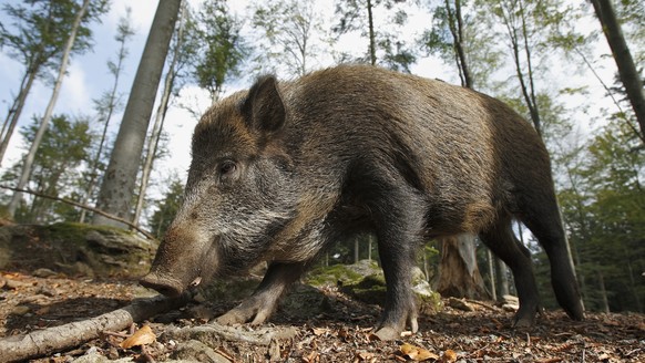 Wildschwein