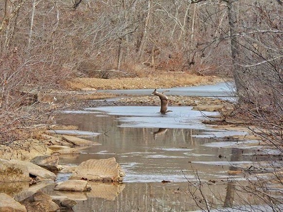 Hund versinkt im Wasser / in Algen.

http://imgur.com/gallery/WOU5i4L