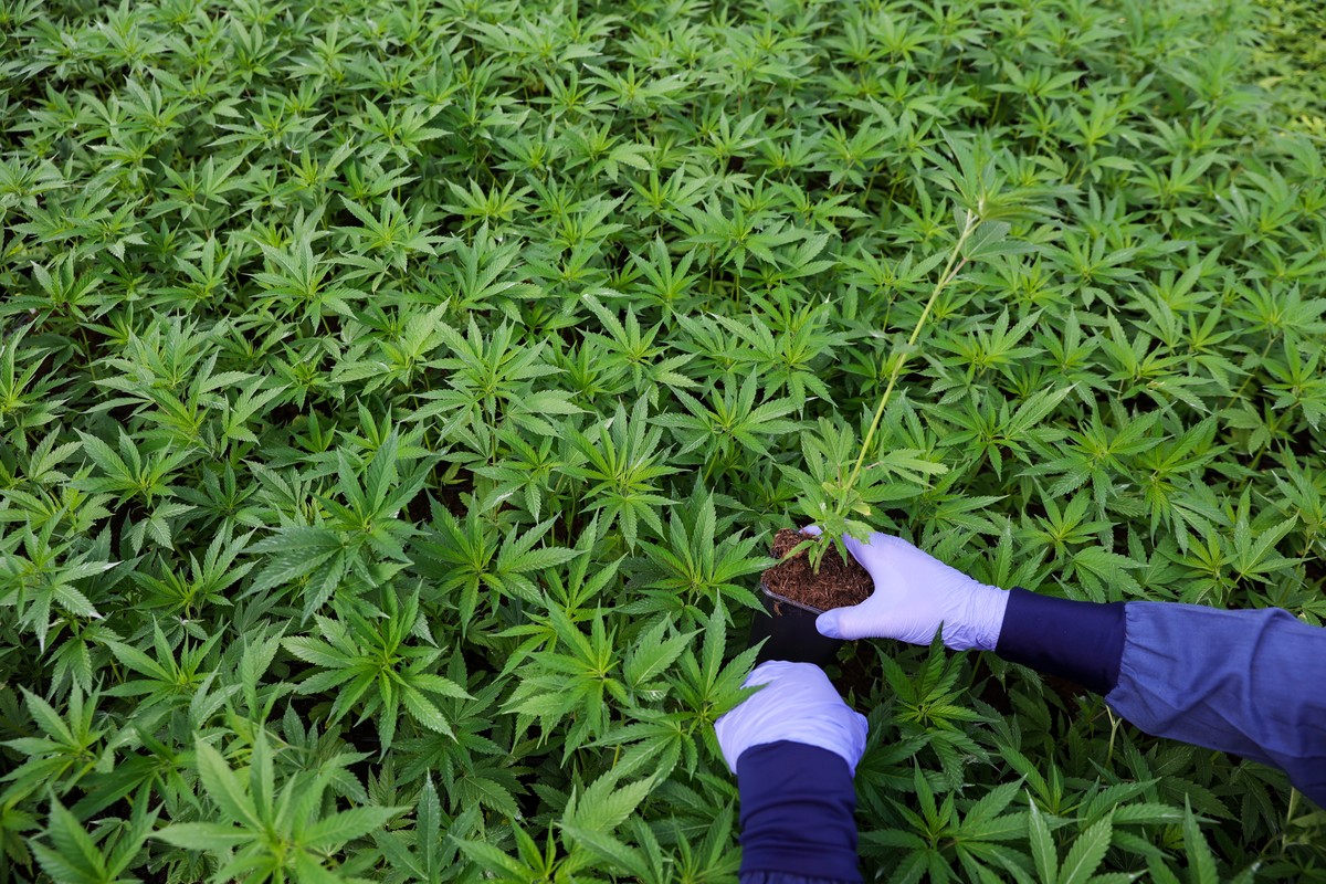 epa10495829 A worker places a seedling at a medical cannabis farm of 'Cannbit Tikun Olam Israel' medical cannabis company at the Jezreel Valley, northern Israel, 28 February 2023. 'Cann ...