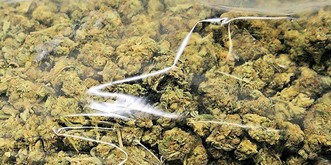 Die Aargauer Polizei entdeckt das Darknet – und jagt Cannabis-Verkäufer 🙈