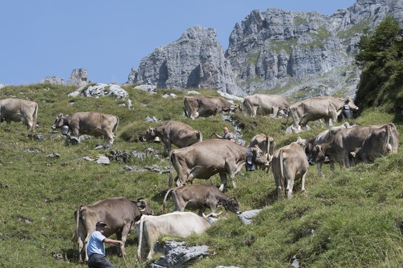 epa06162488 A herdsman brings the cows down from the higher pastures to lower situated pastures during the annual driving down of cattle at the Klausenpass alp Switzerland, 25 August 2017. On the week ...