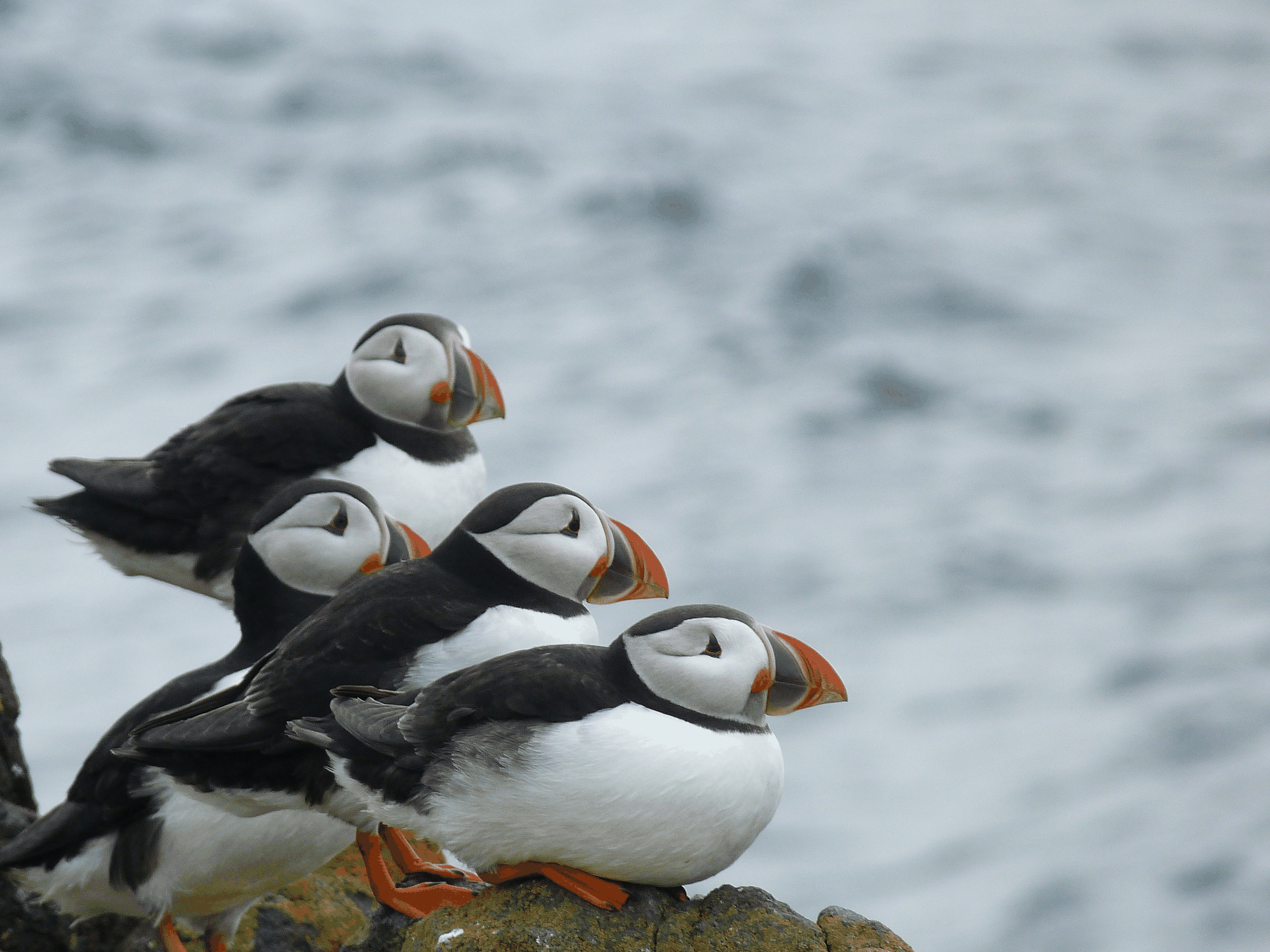 Papageientaucher
Cute News
https://www.flickr.com/photos/tomhouslay/5744537740