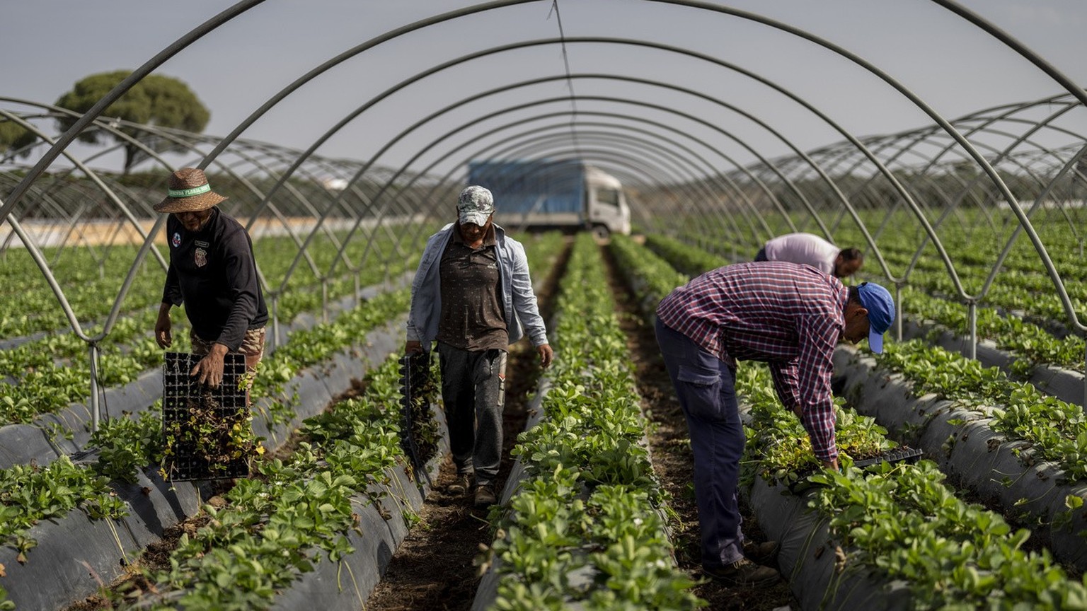 Temporary workers plant strawberries on a farm in Almonte, southwest Spain, Tuesday, October 1.  18 2022. Agriculture and tourism had already drained the aquifer that feeds Do