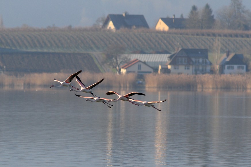 Der Bodensee wurde am Sonntag zwei Männern zum Verhängnis. Sie starben im Wasser.