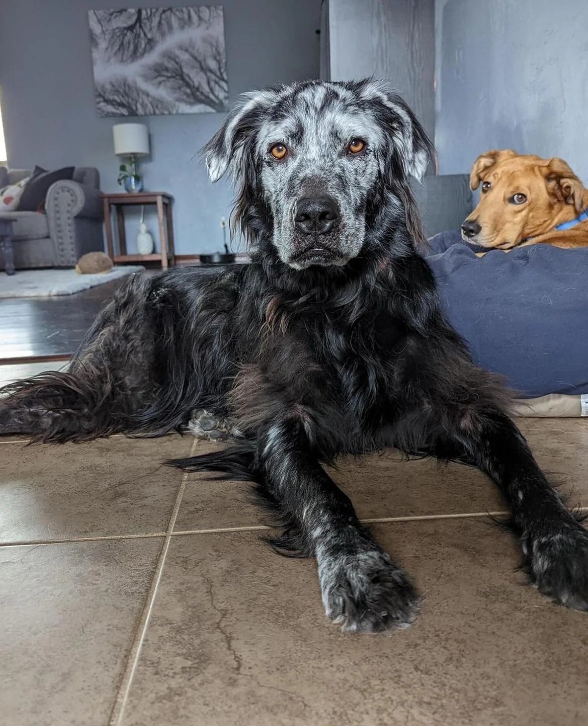 cute news tier hund

https://www.reddit.com/r/aww/comments/1c6fusj/my_boy_buster_4yo_has_completely_changed_from/?share_id=VbNS7QJOAqB2ICl8UOp_A&amp;utm_content=1&amp;utm_medium=ios_app&amp;utm_name=i ...